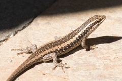 Trachylepis spilogaster