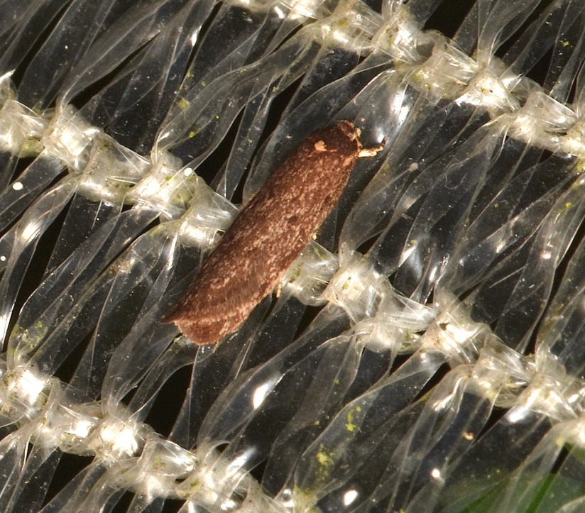 Guestia