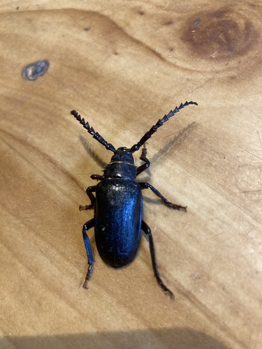 Prionus coriarius