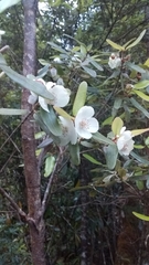 Eucryphia lucida