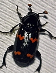 Nicrophorus sayi