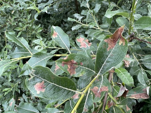 Willow Leaf Blotch Miner Moth photo 4