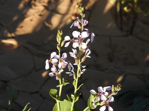 Schouwia purpurea subsp. schimperi image