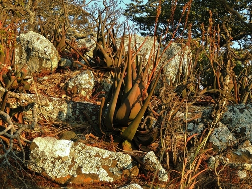 Dr Kirk's aloe (Aloe cryptopoda)