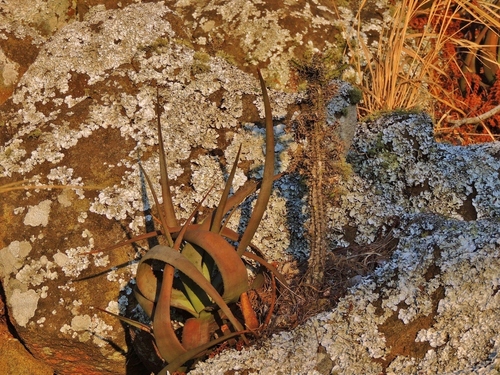 Aloe cryptopoda, photograph 1