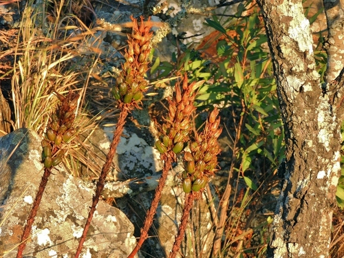 Aloe cryptopoda, photograph 2