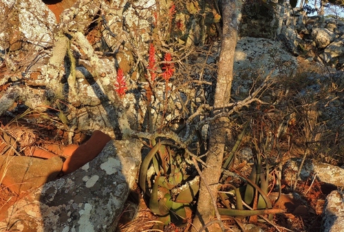 Aloe cryptopoda, photograph 3