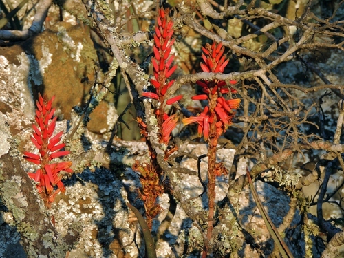 Aloe cryptopoda, photograph 4