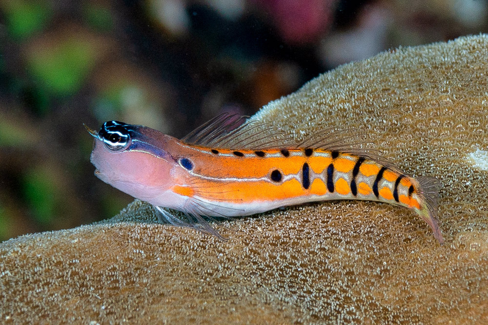Axelrod's clown blenny (Ecsenius axelrodi) — Blenniidae