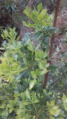 Phyllocladus aspleniifolius