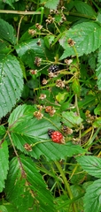 Rubus argutus, recorded fruiting