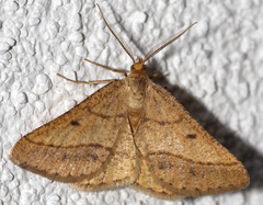 Isturgia arenacearia