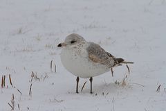 Larus delawarensis