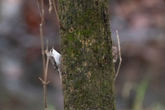 Certhia americana americana