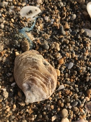 Pterioidea