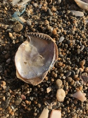 Pterioidea