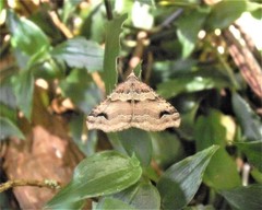 Austrocidaria parora