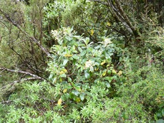 Brachyglottis rotundifolia
