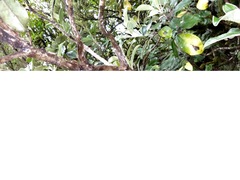 Brachyglottis rotundifolia