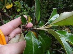 Brachyglottis rotundifolia