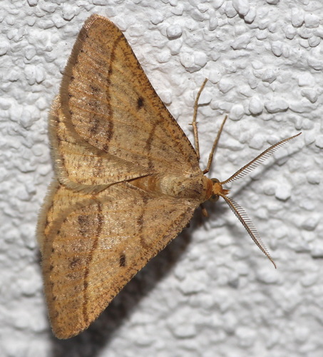 Isturgia arenacearia