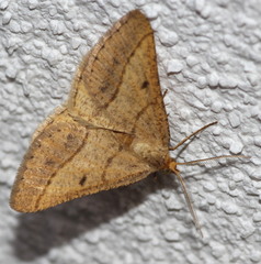 Isturgia arenacearia