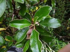 Brachyglottis rotundifolia
