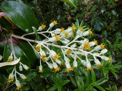 Brachyglottis rotundifolia