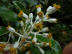 Brachyglottis rotundifolia