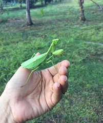 Stagmatoptera septentrionalis