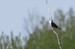 Fluvicola albiventer