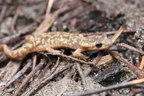 Corsican brook salamander, photo 7 of 7