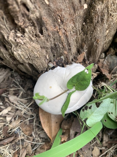 Ganoderma applanatum