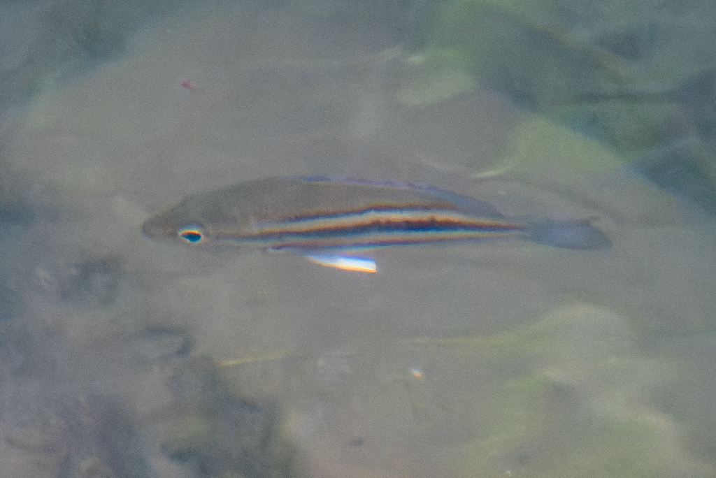 Pygmy Snapper