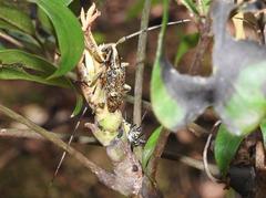 Acalolepta permutans