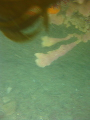 Callyspongia annulata