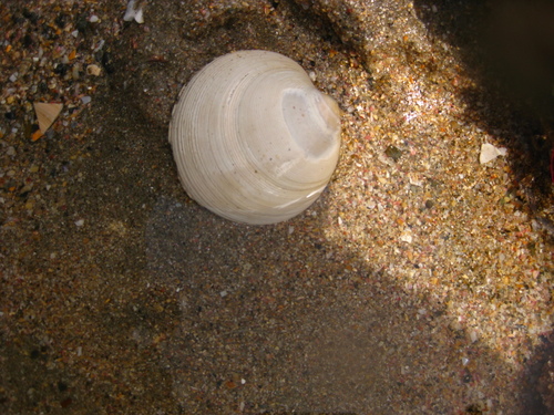 Dosinia maoriana, 2019-01-10