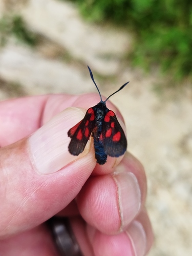New Forest Burnet