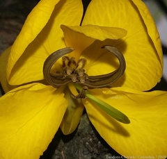 Senna viarum