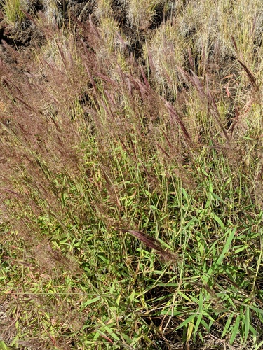Melinis minutiflora observed 2018-12-13
