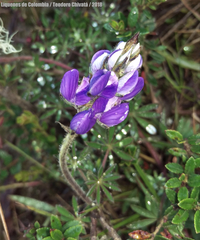 Lupinus bogotensis