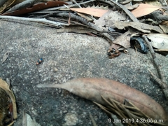 Dicranolaius bellulus