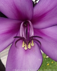 Meriania nobilis