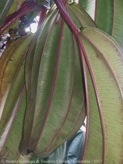 Meriania nobilis