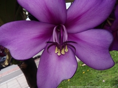 Meriania nobilis