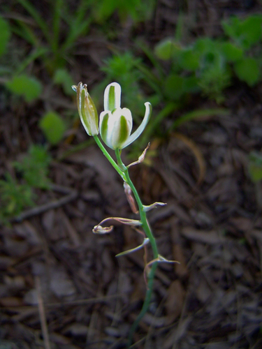 Albuca kirkii image