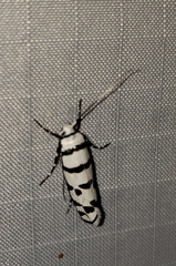 Ethmia phoenicura