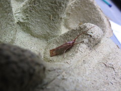 Limnephilus flavicornis