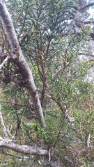 Lagarostrobos franklinii