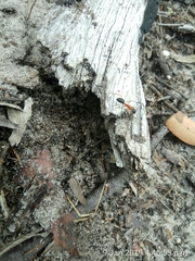 Camponotus nigriceps